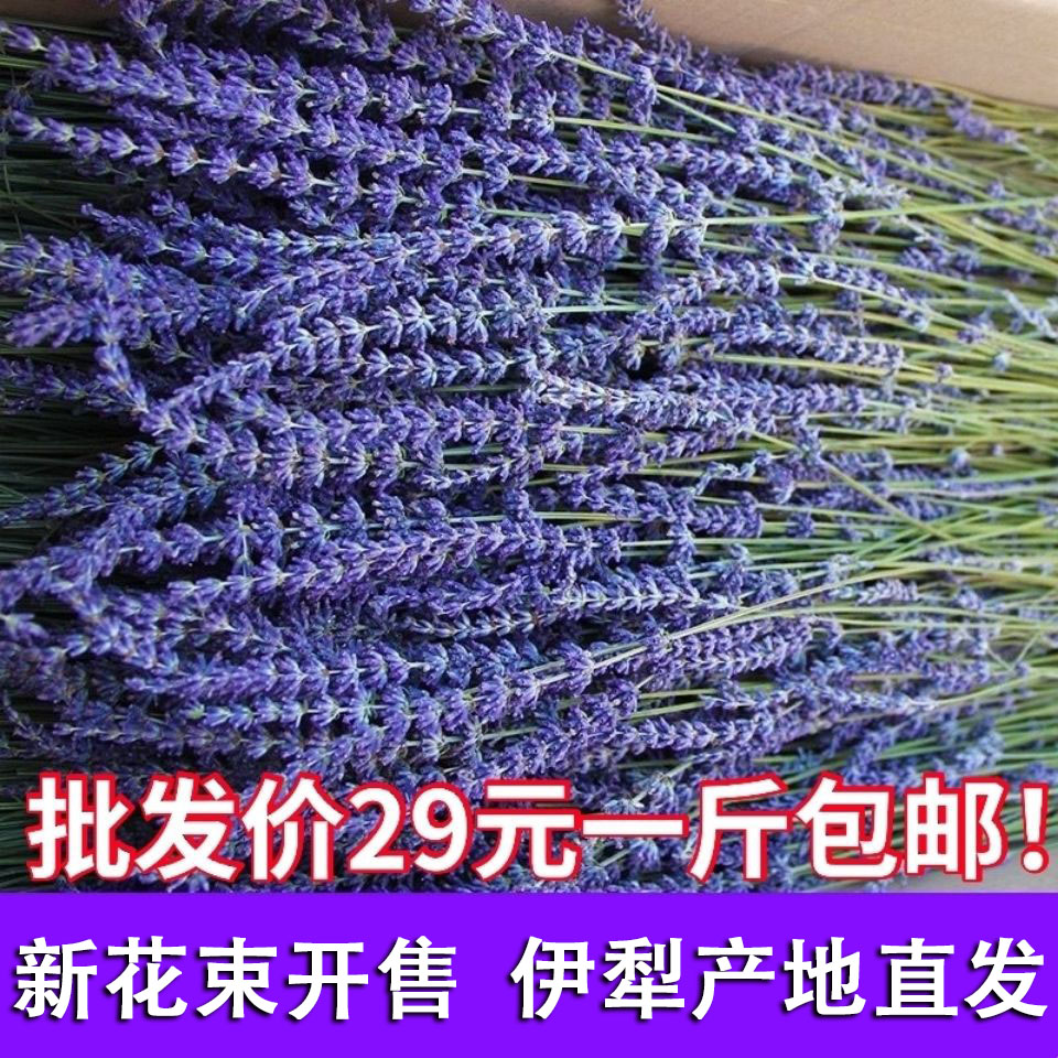 新疆伊犁薰衣草干花束客厅熏衣草家居装饰摆设真花安神助眠小清新