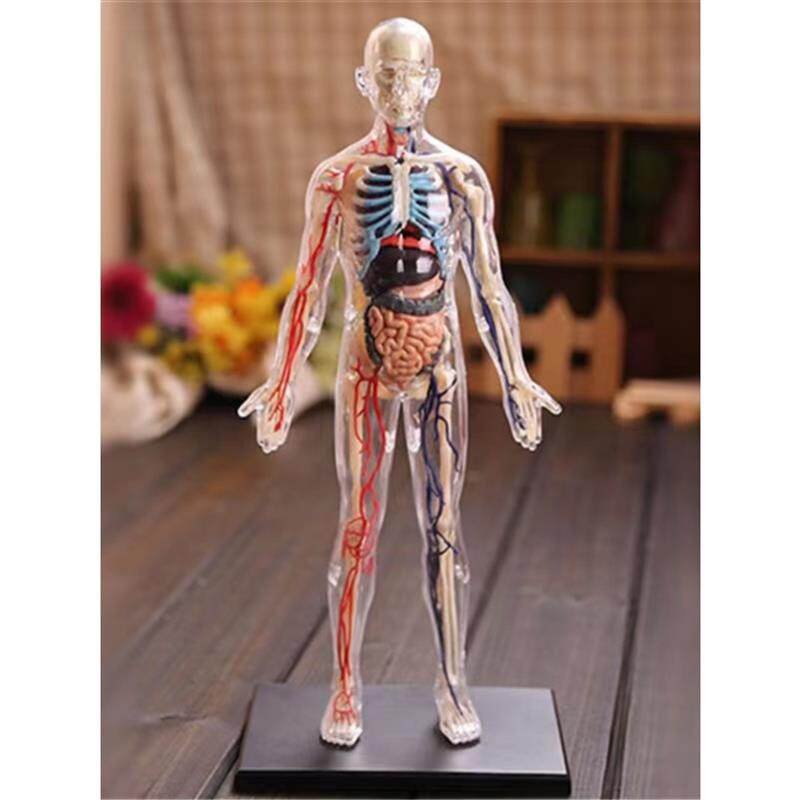 人体结构模型医学仿真初中生物器官脏解剖3d可拆卸拼装儿童玩具
