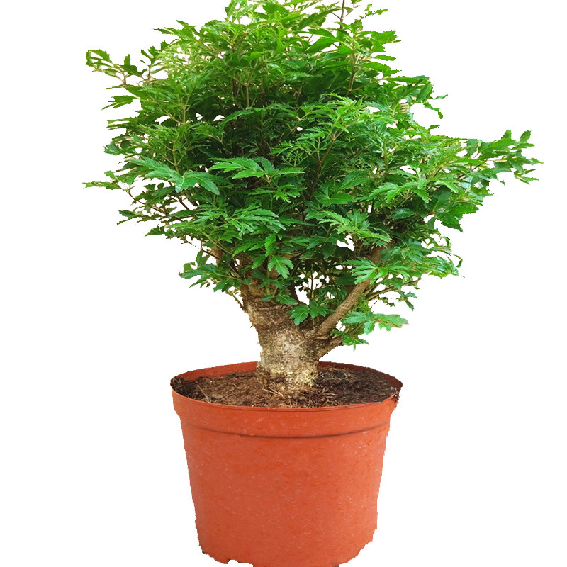 羽叶福禄桐盆栽客厅植物室内招财树桩盆景绿植四季常青净化空气