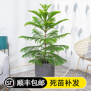 南洋杉盆栽植物盆栽南阳杉阳台常绿植物办公室盆栽圣诞树苗客厅