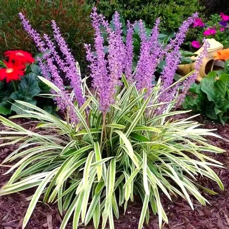 金边麦冬草苗室外地栽宿根