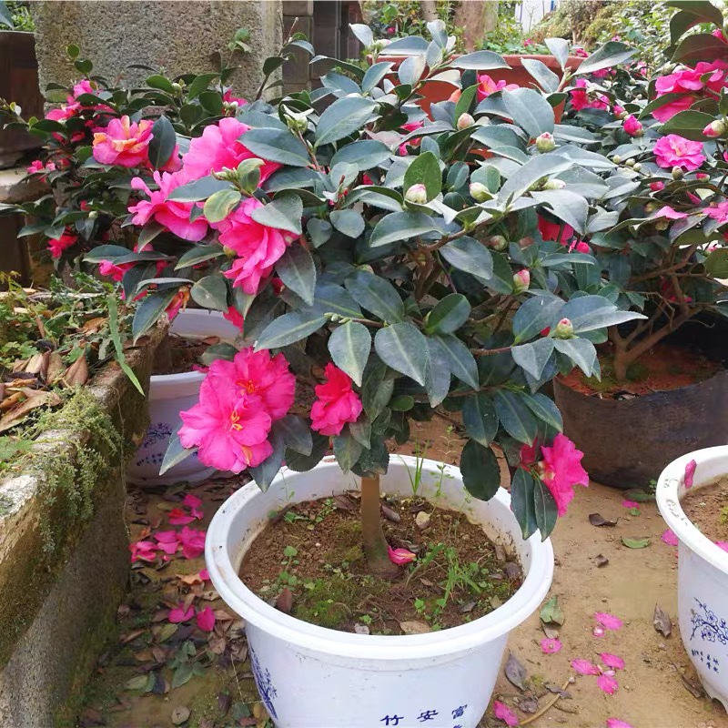 茶梅花苗盆栽四季开花球室内外庭院绿植红色茶花茶梅树苗篱笆小苗