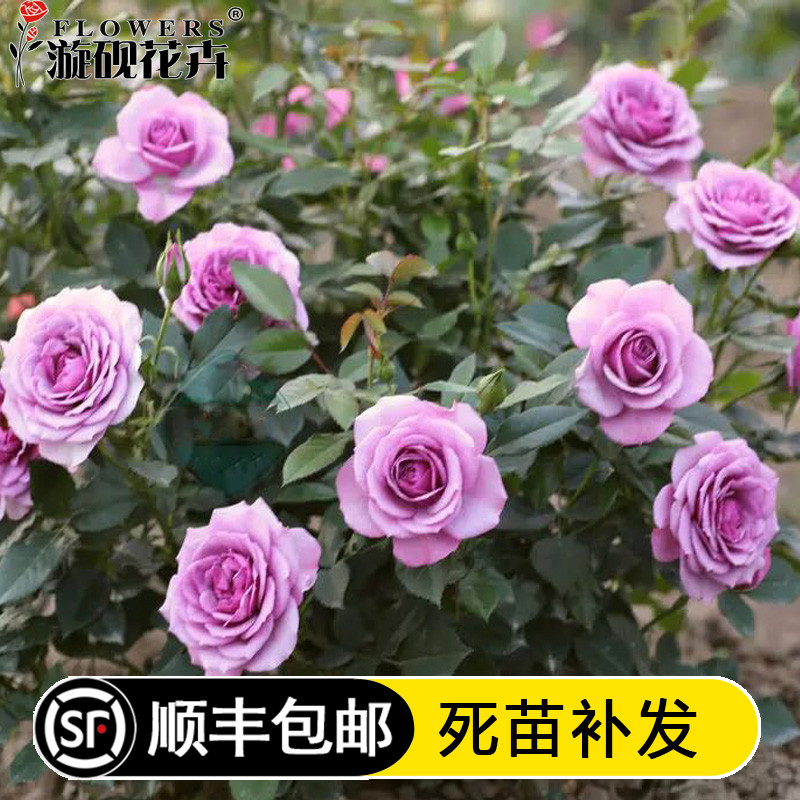 漩砚花卉薰衣草门廊/紫色花环 欧洲微月月季花苗阳台窗台盆栽绿植