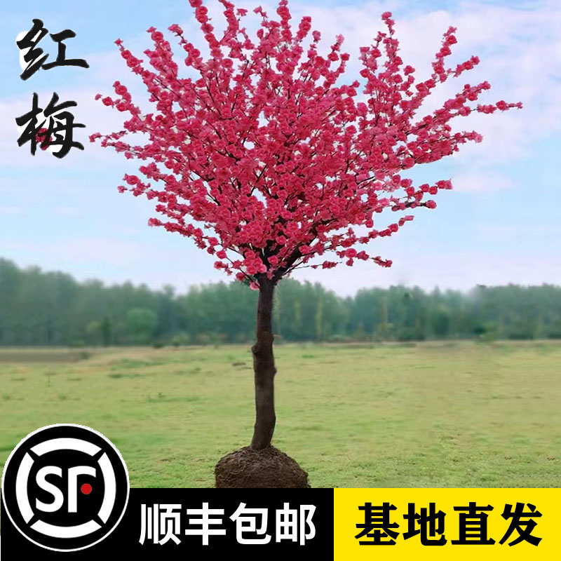 漩砚花卉梅花树冬季开花