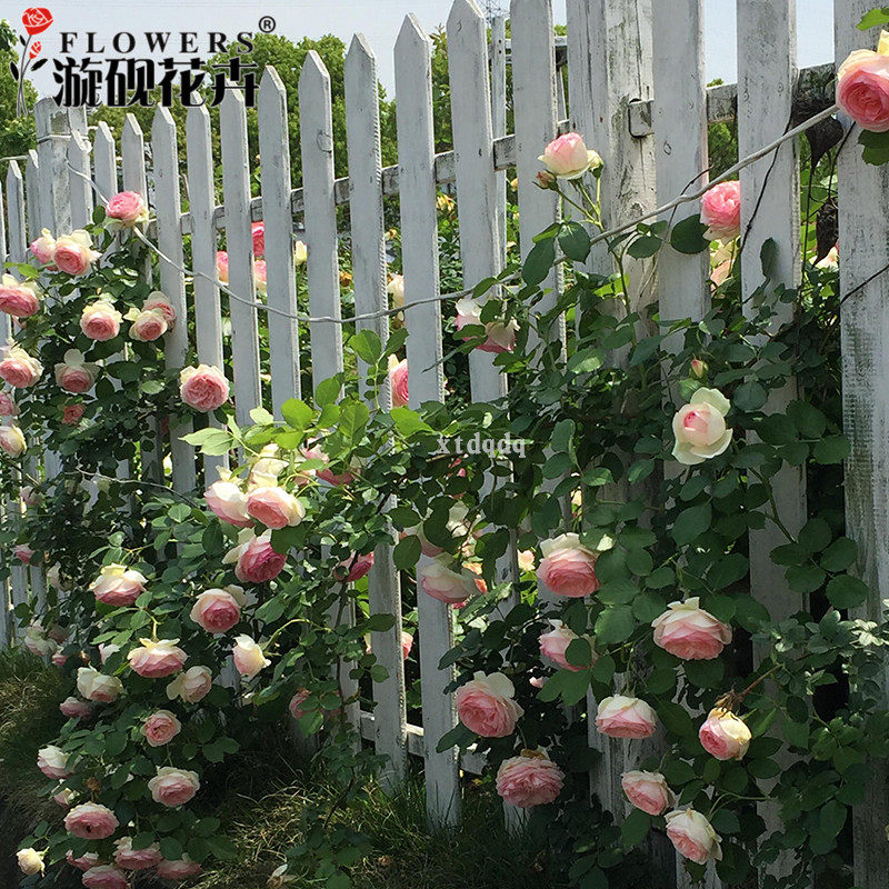 【漩砚花卉】欧月粉色龙沙宝石带花苞盆栽花卉阳台庭院花园