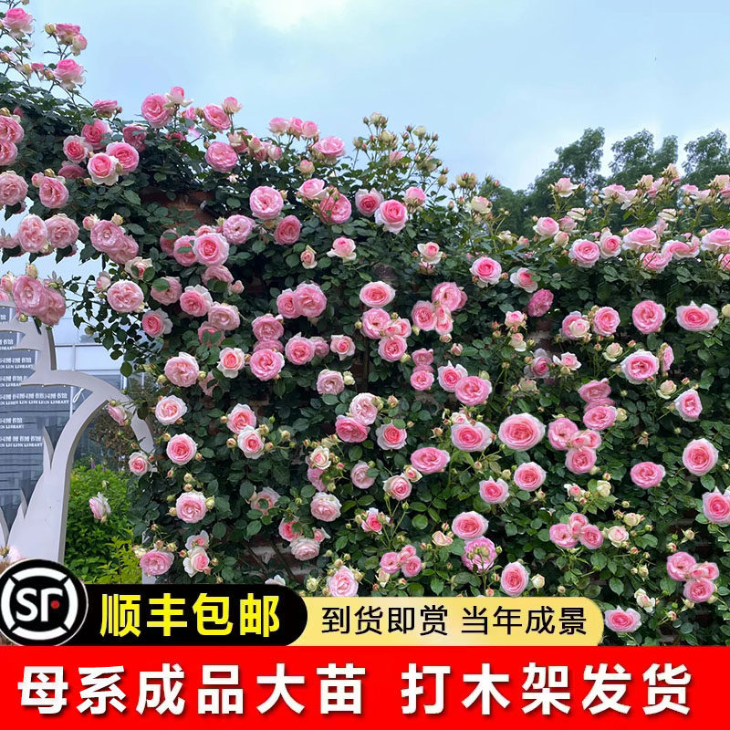 蔷薇玫瑰花苗藤本月季特大浓香庭院爬藤植物花卉盆栽阳台爬墙四季