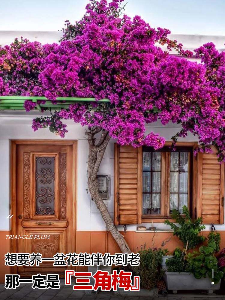 三角梅盆栽老桩爬藤植物带花卉室内庭院阳台精品多色四季开花树苗