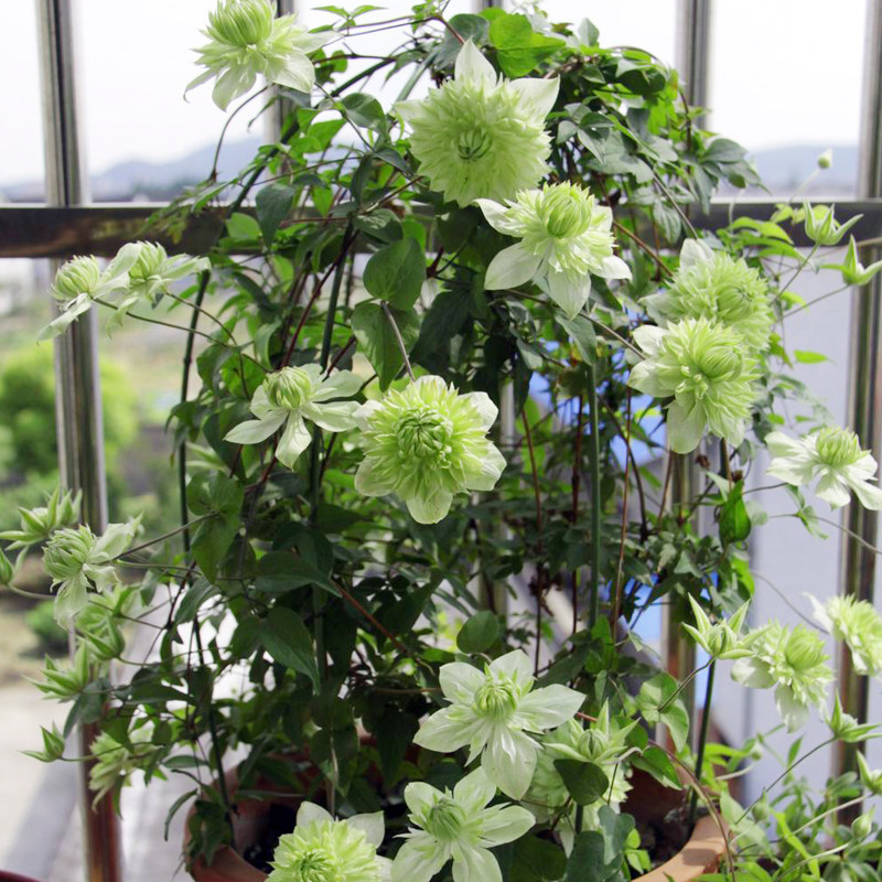 阳台盆栽绿植 小绿 铁线莲花苗 重瓣大花 庭院藤本爬藤攀援植物