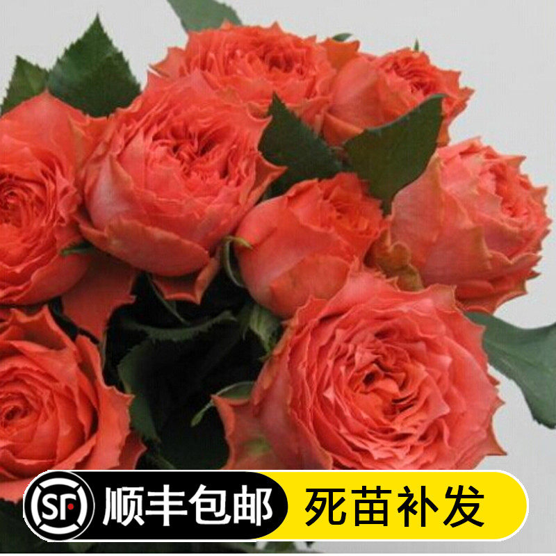 漩砚花卉 日月切花月季我爱你多季节开花长势快阳台月季花苗盆栽