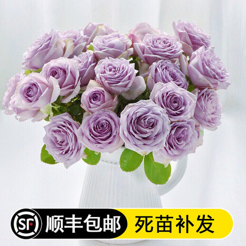 绿植庭院花卉玫瑰盆栽灌木月季苗