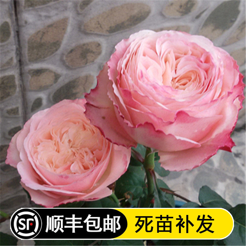 美空 灌木勤花月季 奶油色环的芽变品种比环更柔美多花瓣