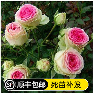 欧月浅粉色多头 灌木勤花月季花 特别推荐品种花量巨多 小包子