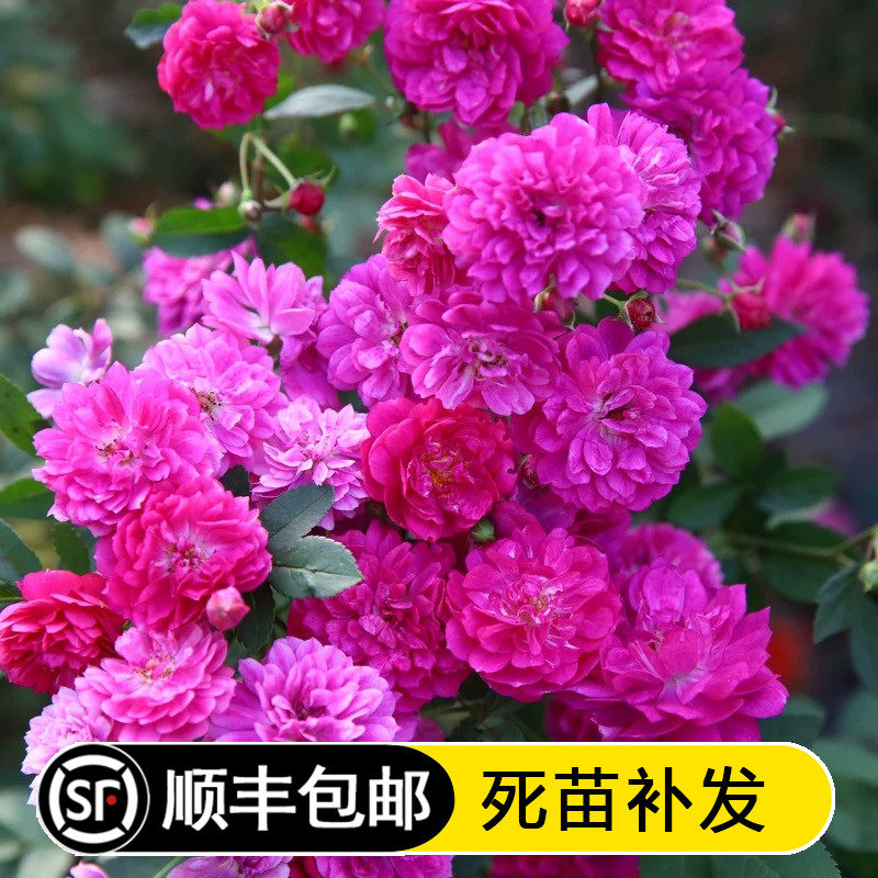 欧月 甜蜜马车 阳台盆栽微月 芳香紫 丰花多头浓香月季多季开花