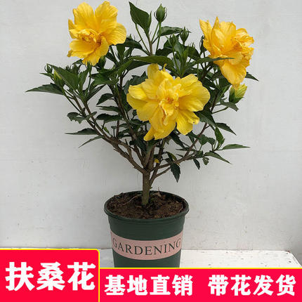 多花浓香扶桑花苗重瓣朱瑾牡丹草室内阳台花卉盆栽四季开花绿植物