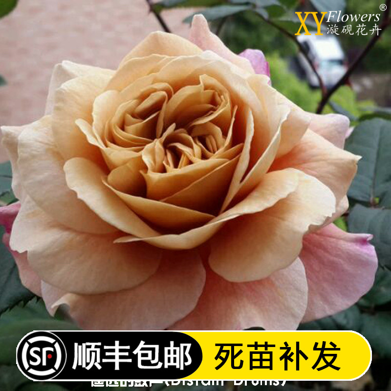 遥远的鼓声庭院阳台混合变色月季图片