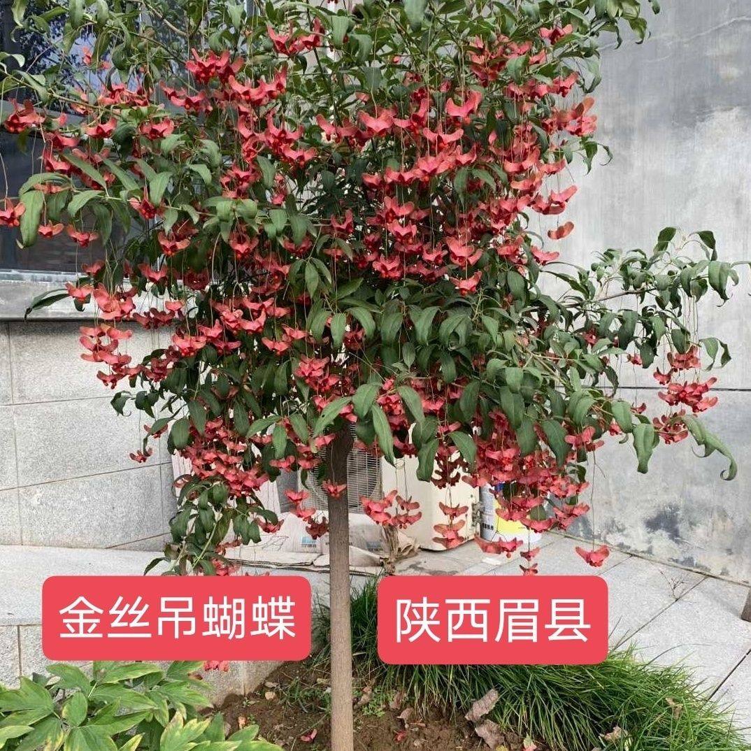 金丝吊蝴蝶树苗卫矛原生金线吊蝴蝶盆栽地栽花卉绿植开花庭院