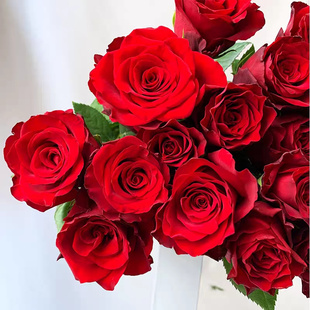 高原红月季花苗新品切花玫瑰植物红色系大花灌木庭院阳台多季开花