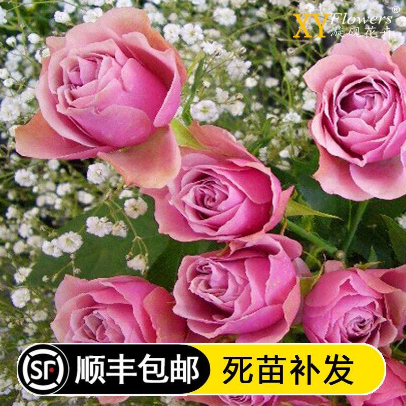 日月仿古花束月季扦插苗切花丰花多头浓香花量大庭院阳台花卉盆栽