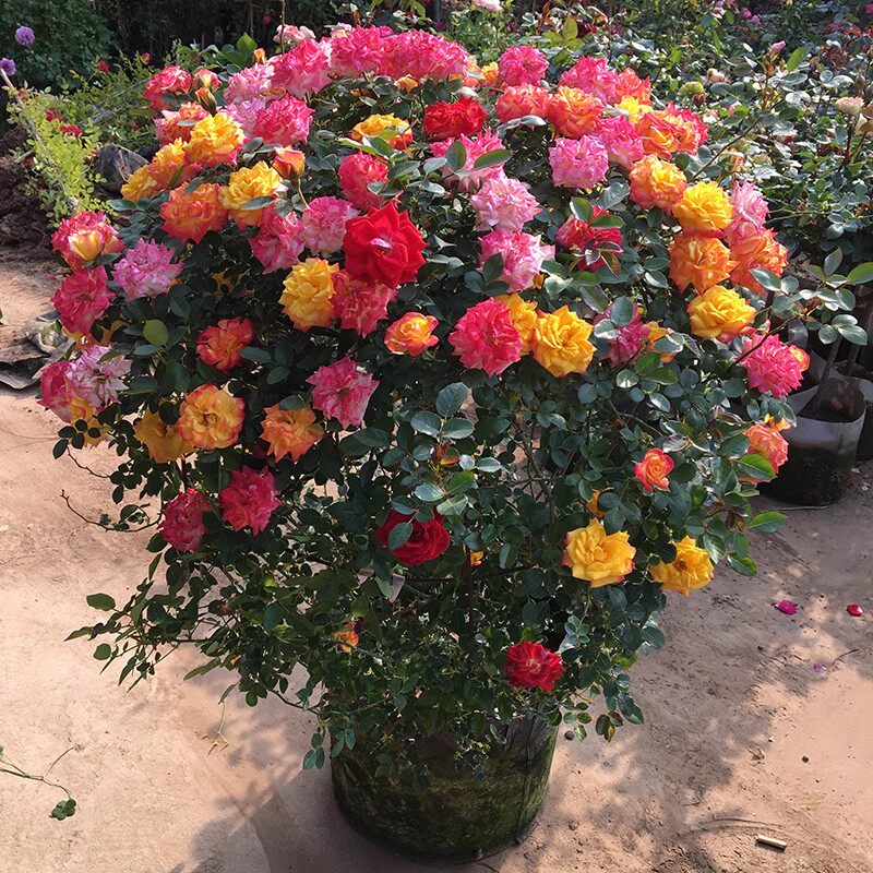 球状成品月季花球造型欧月爬藤蔷薇花成品立体景观花卉球形藤彩虹