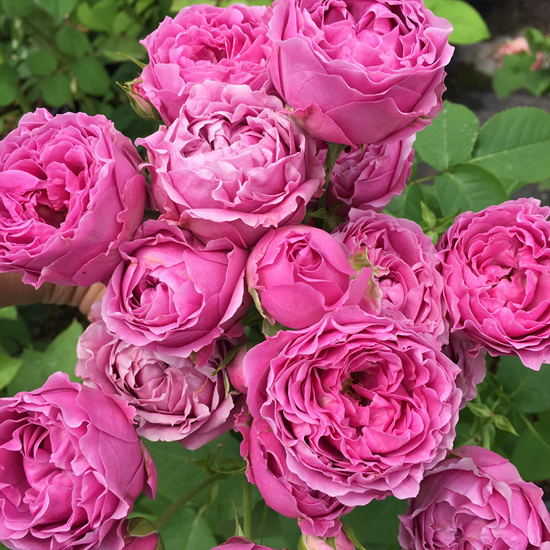 欧月紫雾泡泡月季扦插苗多头多季节丰花包子花型庭院阳台花卉玫瑰