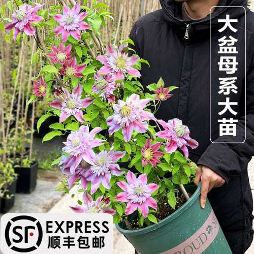 漩砚花卉铁线莲爬藤植物庭院四季