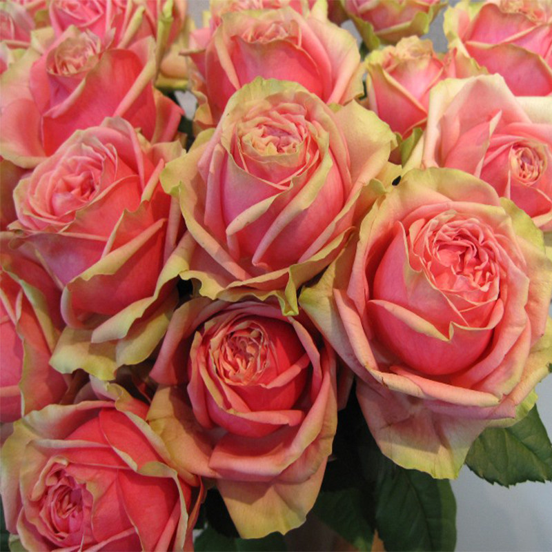 欧月 火龙果月季 切大花灌木复色月季新品庭院阳台盆栽 漩砚花卉