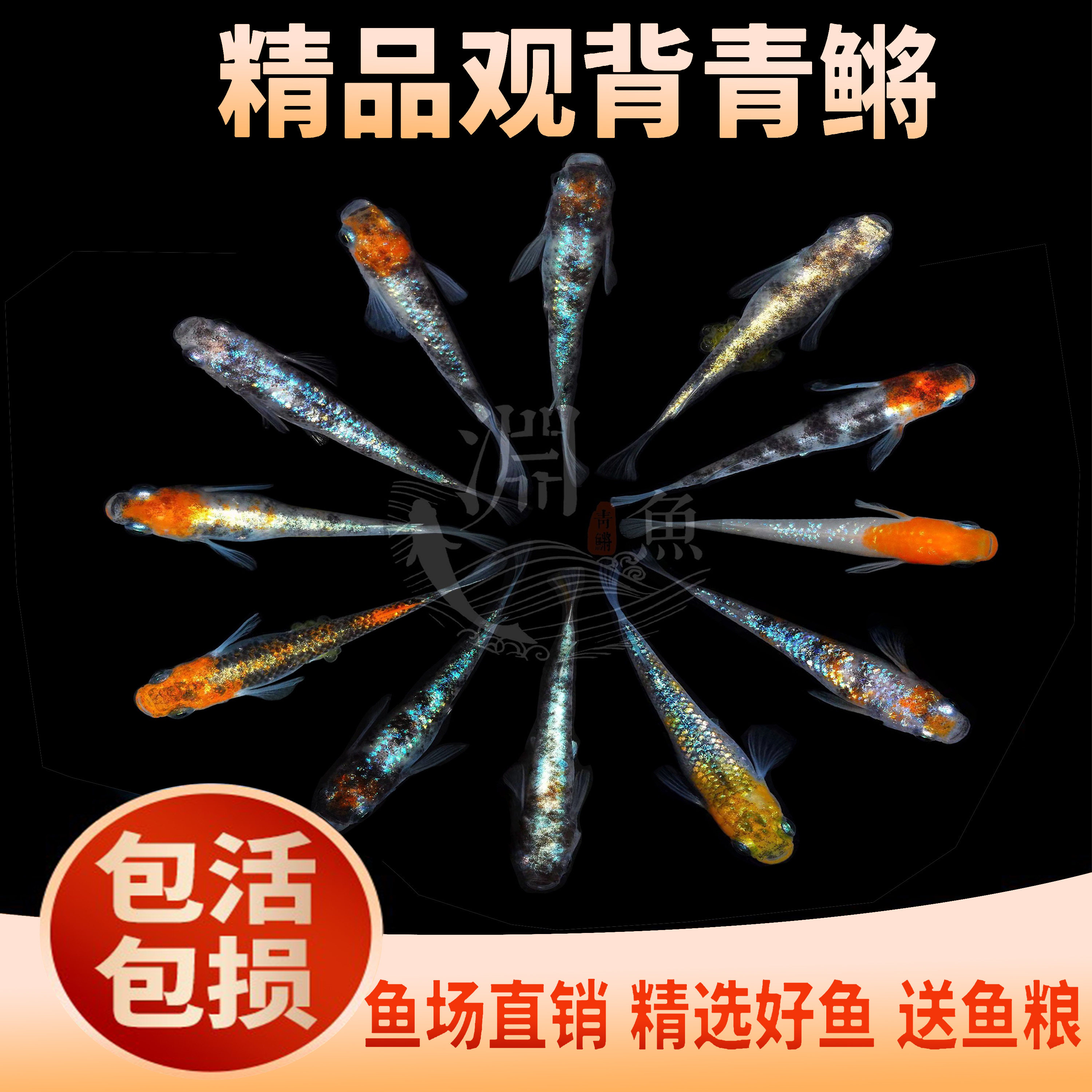 观背青鳉青鳉锦鲤淡水小型观赏鱼