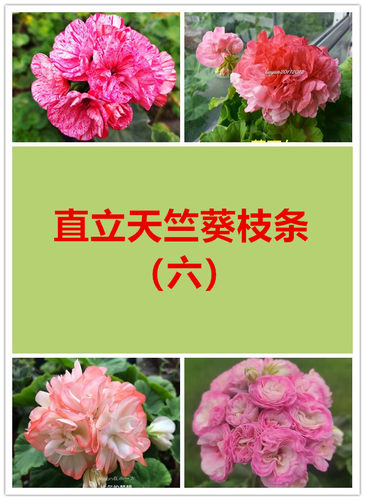 美丽花卉直立天竺葵枝条