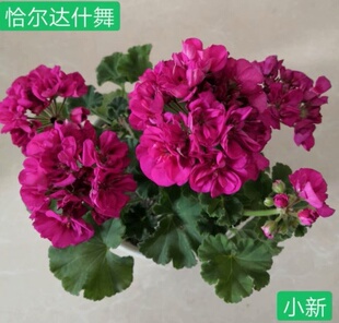 恰尔达什舞直立天竺葵花苗盆栽花卉植物