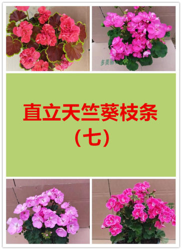 美丽花卉直立天竺葵枝条