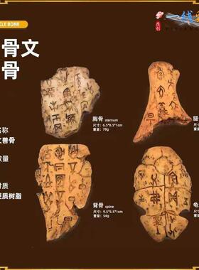 文树脂甲骨文彷硬真小摆件龟甲骨字化石儿童古认知早兽教玩具模型
