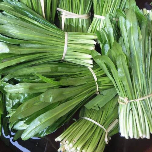 香菜缅芫荽云南德宏香料
