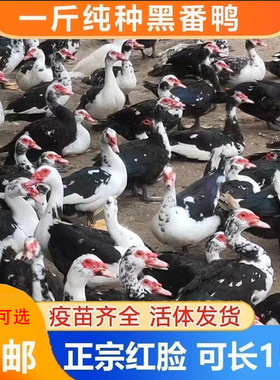 正宗一斤红脸鸭苗黑番鸭鸳鸯嘴红头鸭农村散养网红鸭【宠物鸭】
