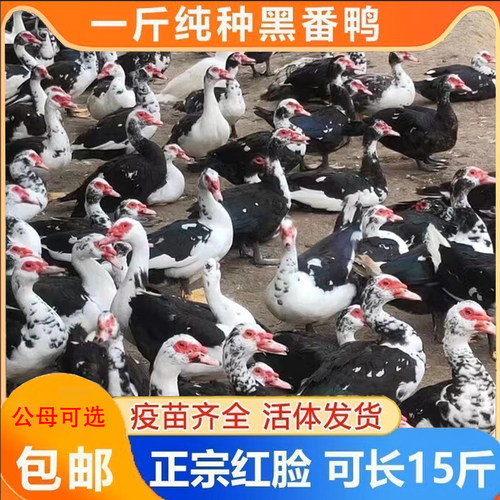 正宗一斤红脸鸭苗黑番鸭鸳鸯嘴红头鸭农村散养网红鸭【宠物鸭】