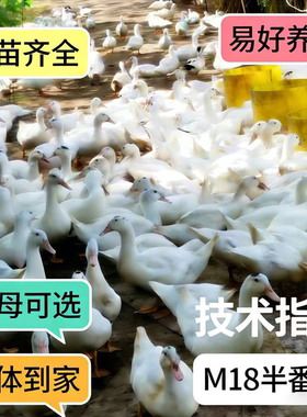 正宗大种M18半斤半番鸭现货一点头半番大种黑头跟人网红宠物鸭