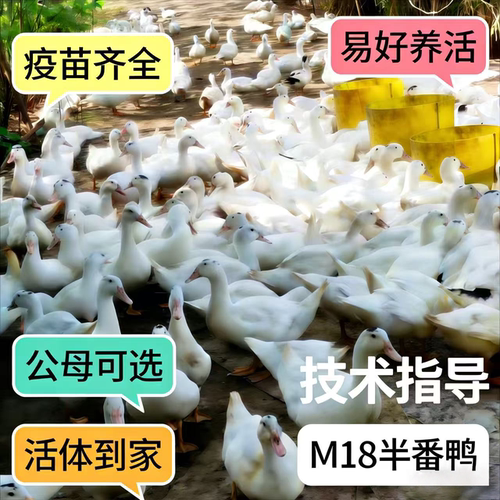 正宗大种M18半斤半番鸭现货一点头半番大种黑头跟人网红宠物鸭