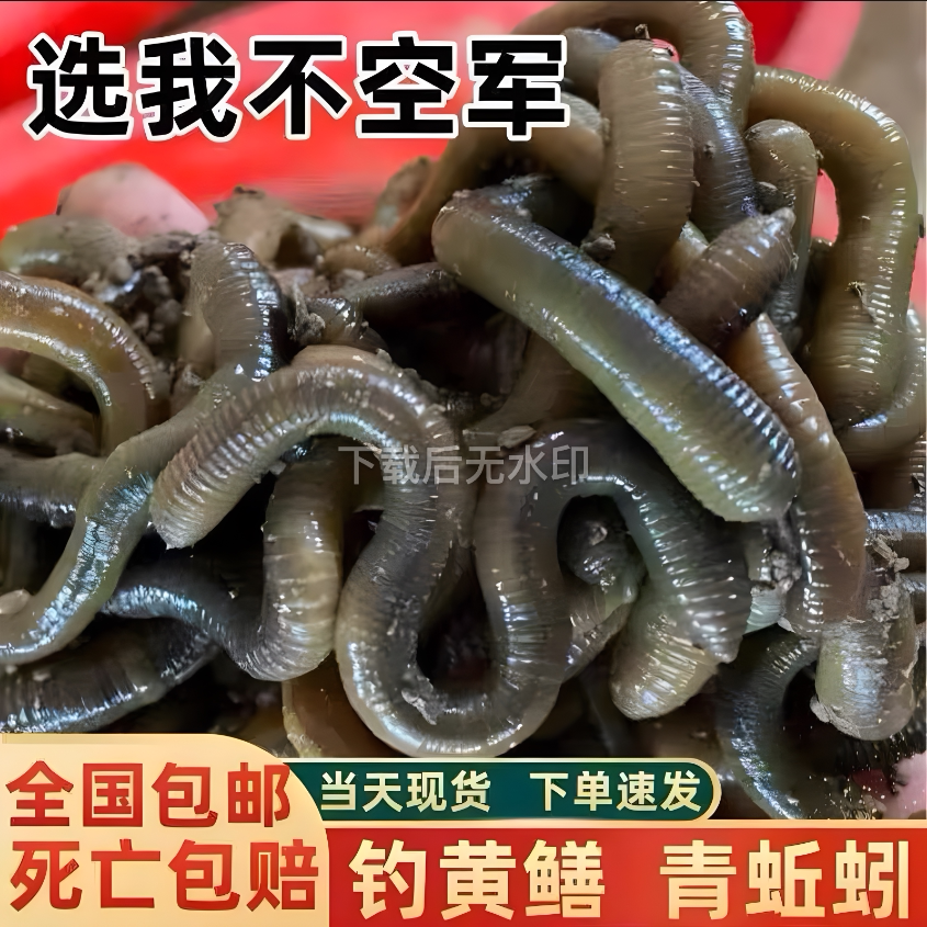 湖北青蚯蚓钓鳝鱼黄鳝饵料大号活物鲜活鱼饵诱饵黑蚯蚓松土渔具