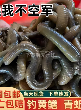 鲜活青黑蚯蚓钓鳝鱼黄鳝饵料大号