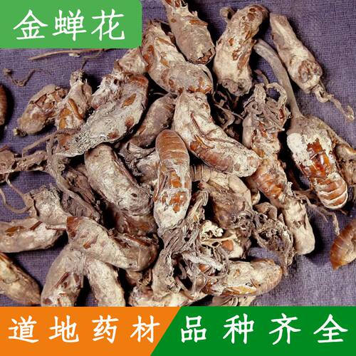 金蝉花 中药材 金蝉花 蝉蛹草 蛹茸 虫花 500克选货包邮