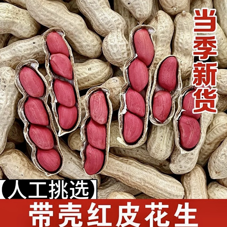 2025年新鲜带壳晒干高产种新红皮4粒生干花生小白沙粉皮养胃健康