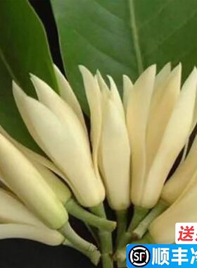 现摘广西白玉兰花新鲜花朵缅桂花黄角兰花闻香室内装饰做纯露泡酒