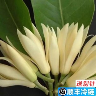 现摘广西白玉兰花新鲜花朵缅桂花黄角兰花闻香室内装饰做纯露泡酒