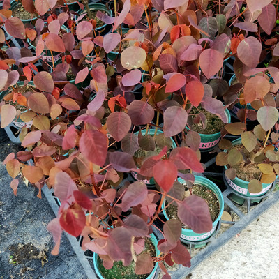 红栌成品盆栽彩叶树木本植物