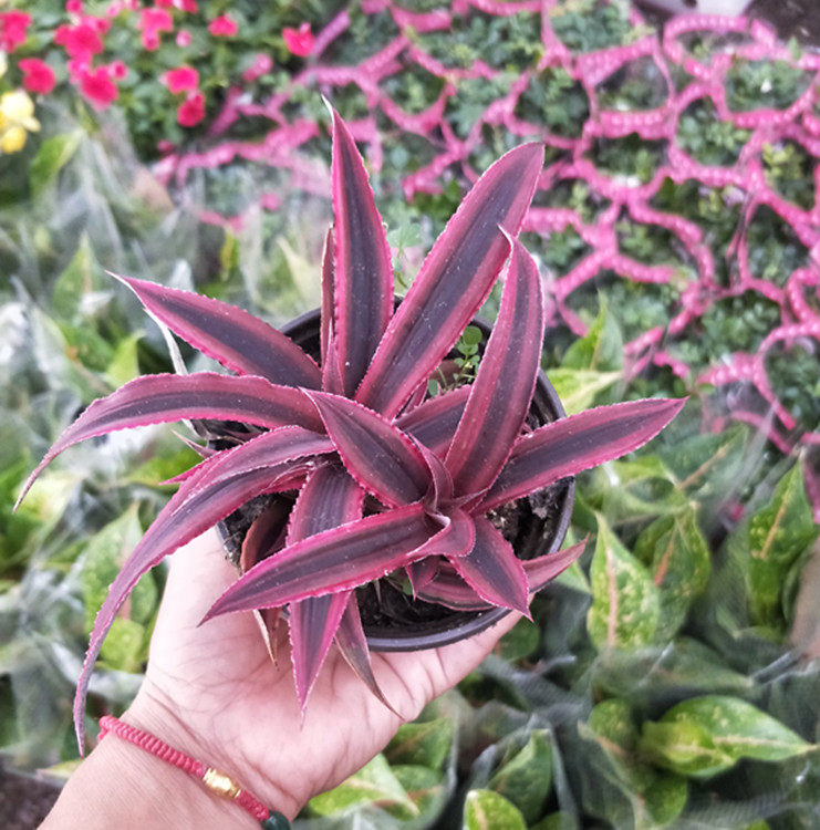 客厅茶几净化空气新款书房红色多肉姬凤梨小盆栽微景观五彩色包邮