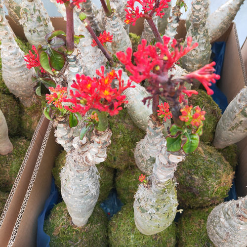 佛肚海棠带海苔包裹带花多年生