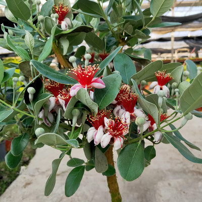 进口菲油果苗许愿星可当年结果庭院阳台别墅观花观果植物耐热耐寒