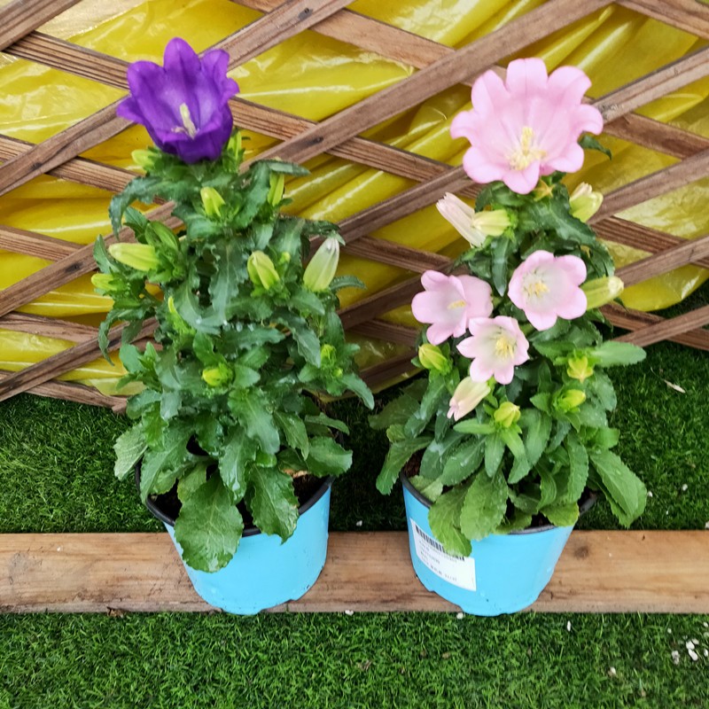 带花四季风铃盆栽大苗包邮