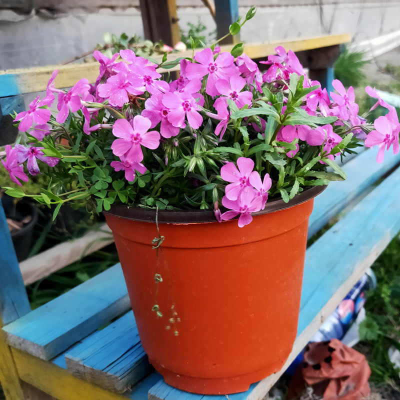 知音花成品盆栽针叶绣球多花花苗带花庭院窗台草坪铺面耐寒多年生