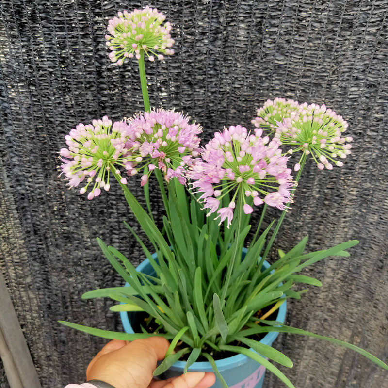 小花葱多年生成品盆栽花苗阳台花园花镜植物耐热耐寒净化空气花卉