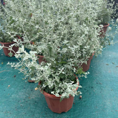 成品盆栽银叶仓鼠多年生银灰色植物室内阳台庭院观叶绿植灌木好养
